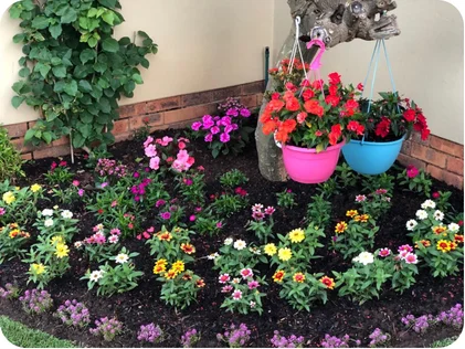 Top Spring Flowers That Thrive in Johannesburg Gardens